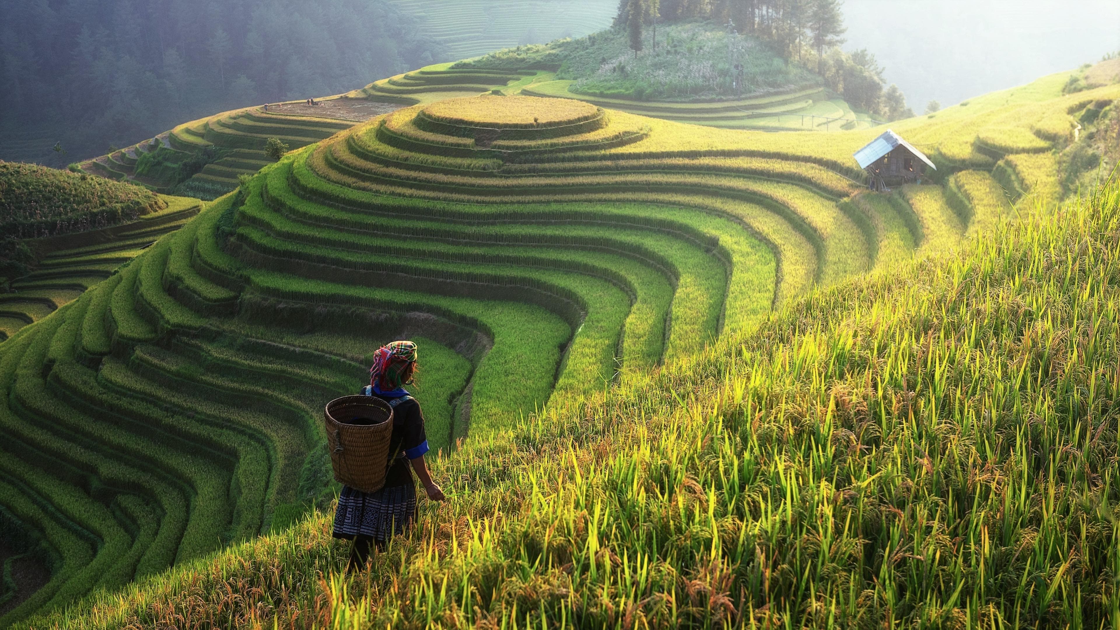 Filipino rice terraces